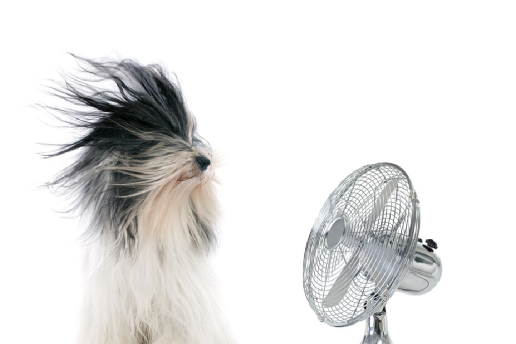 Schwarz-weißer Hund steht vor einem laufenden Ventilator.