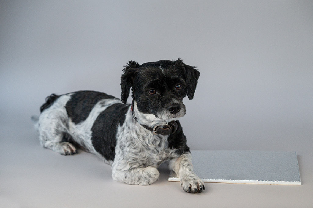 Section of a soni 1116 ALG glass fiber mat with aluminum surface, a small black and white dog lies on one corner