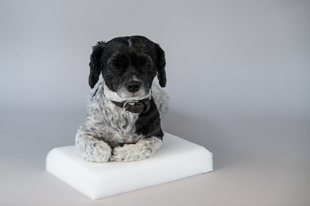 Horizontal white PES fleece panel for sound absorption, with a small black and white dog sitting on it 